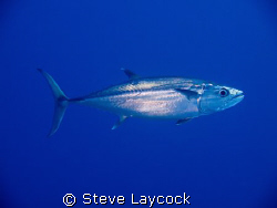 Tuna in the blue - where they look so much better than on... by Steve Laycock 